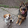 Ezra is registered to the contest to win money with this photo: dog, canine, outdoor, pets, sitting, happy, tongue_out, german_shepherd, small_dog, brown_and_white, fur, ears, tail, grass, dirt, concrete, collar, playful, companion, animal