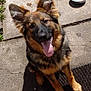 Ezra is registered to the contest to win money with this photo: dog, german_shepherd, pet, animal, canine, tongue_out, outdoor, concrete, water_bowl, sunlight, fur, ears, happy, looking_up, sitting, shadow, daylight, muzzle, paws, friendly