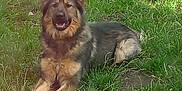 Ezra is registered to the contest to win money with this photo: dog, german_shepherd, grass, ball, outdoor, pet, animal, nature, canine, playing, lying_down, fur, ears, happy, sunlight, green, grass_field, muzzle, tongue, paw