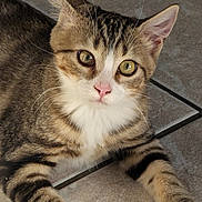 Blouge participe au concours pour gagner de l'argent avec cette photo : animal, cat, closeup, cute, domestic, feline, floor, green_eyes, indoor, looking, paw, pet, relaxed, resting, striped, sunlight, tabby, tile, whiskers, young_cat