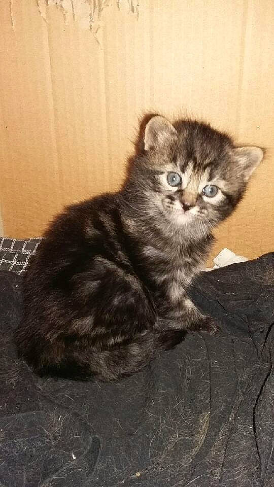 Kawa participe au concours pour gagner de l'argent avec cette photo : asian, asian_semi_longhair, british_longhair, british_semi_longhair, carnivore, cat, cymric, domestic_long_haired_cat, domestic_short_haired_cat, felidae, kitten, maine_coon, mammal, norwegian_forest_cat, persian, siberian, small_to_medium_sized_cats, tabby_cat, vertebrate, whiskers