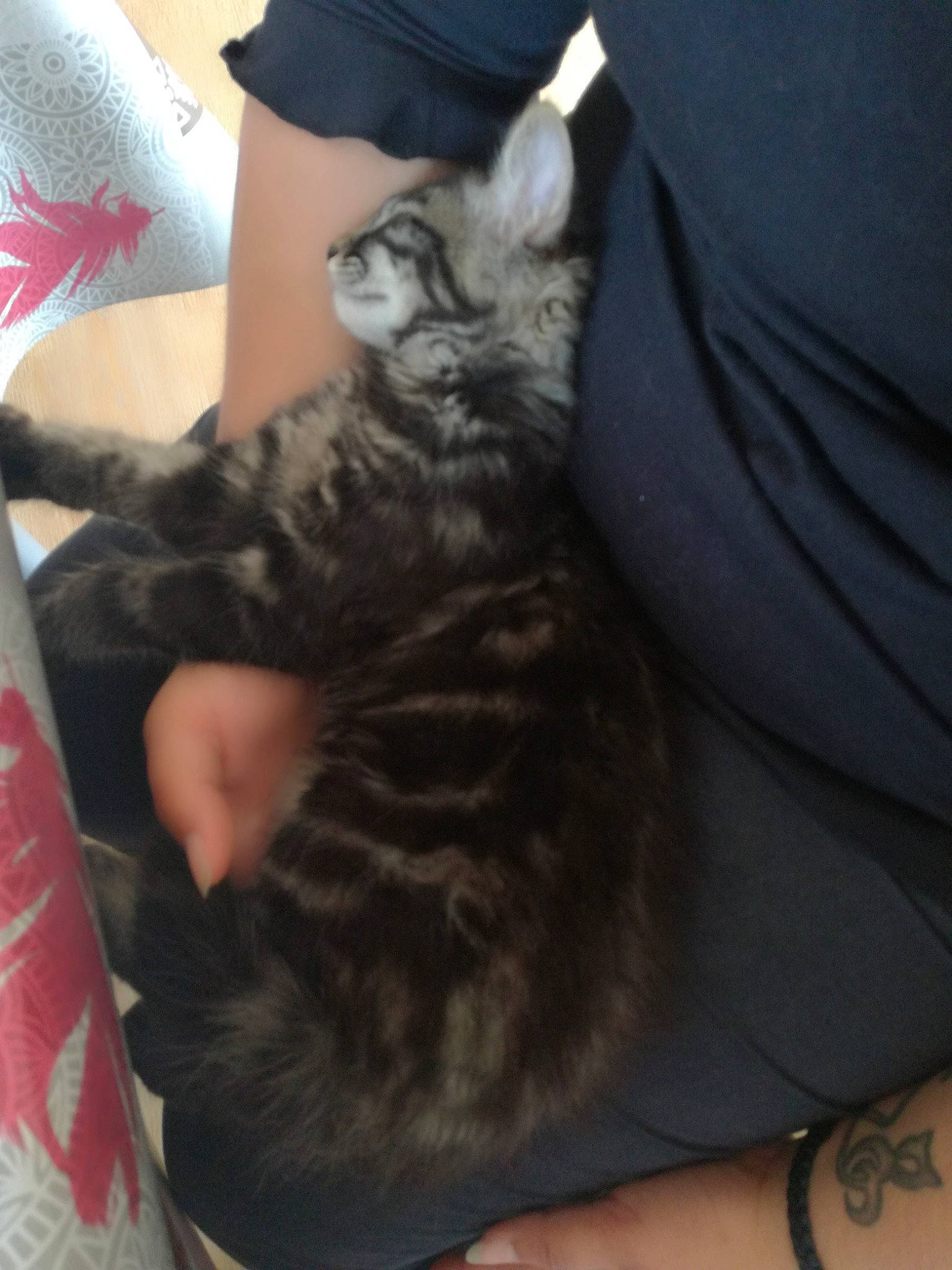 Kawa a rejoint le concours — aidez-le/la à gagner de superbes lots ! american_shorthair, arm, asian, carnivore, cat, domestic_short_haired_cat, dragon_li, ear, egyptian_mau, european_shorthair, felidae, fur, kitten, leg, norwegian_forest_cat, skin, small_to_medium_sized_cats, tabby_cat, tail, whiskers