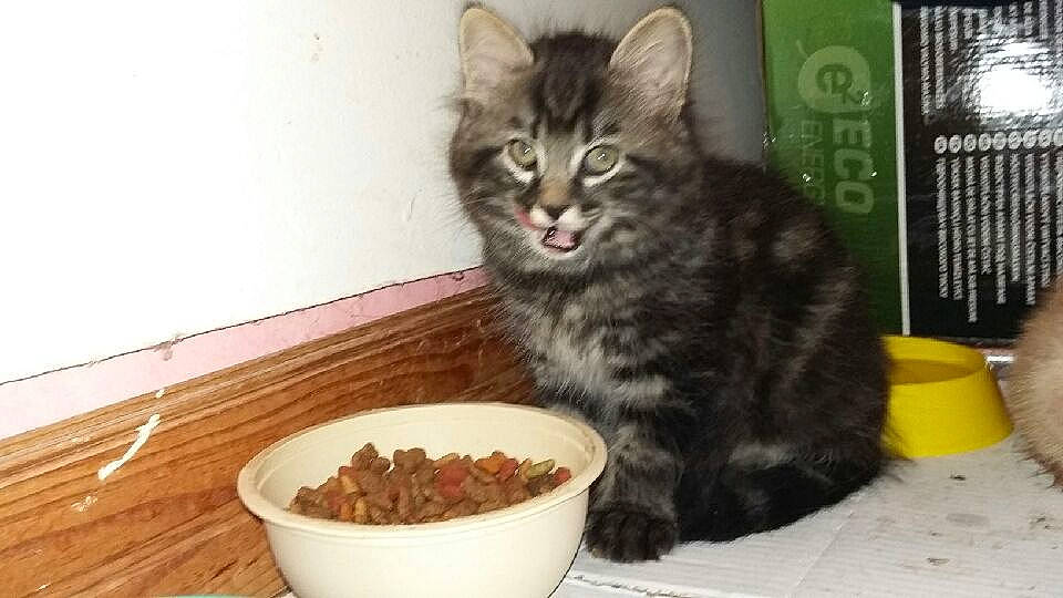 Kawa participe au concours pour gagner de l'argent avec cette photo : asian, carnivore, cat, cat_food, cat_supply, domestic_short_haired_cat, dragon_li, european_shorthair, felidae, kitten, kurilian_bobtail, maine_coon, mammal, norwegian_forest_cat, pet_food, siberian, small_to_medium_sized_cats, tabby_cat, whiskers