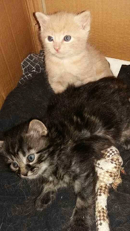 Kawa a rejoint le concours — aidez-le/la à gagner de superbes lots ! american_bobtail, american_shorthair, american_wirehair, arabian_mau, asian, carnivore, cat, cymric, domestic_short_haired_cat, european_shorthair, felidae, german_rex, kitten, mammal, oriental_longhair, polydactyl_cat, small_to_medium_sized_cats, tabby_cat, vertebrate, whiskers