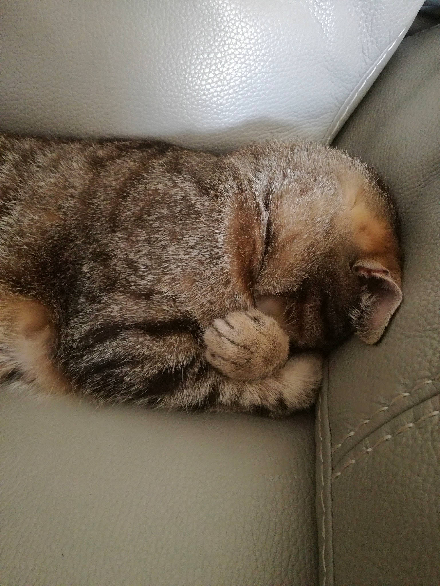 Milo participe au concours pour gagner de l'argent avec cette photo : beige, british_shorthair, carnivore, cat, ear, european_shorthair, fawn, felidae, fur, nap, paw, scottish_fold, skin, sleep, small_to_medium_sized_cats, tabby_cat, tail, whiskers