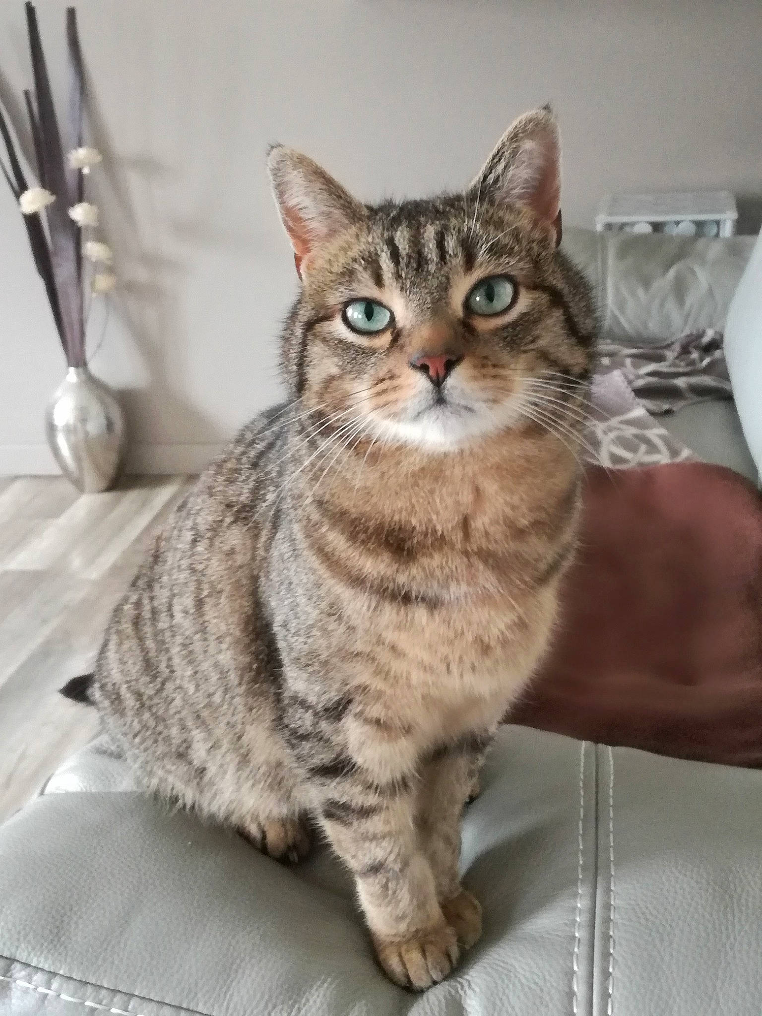 Milo a rejoint le concours — aidez-le/la à gagner de superbes lots ! aegean_cat, american_shorthair, american_wirehair, asian, australian_mist, british_semi_longhair, california_spangled, carnivore, cat, domestic_short_haired_cat, dragon_li, european_shorthair, felidae, kitten, mammal, pixie_bob, small_to_medium_sized_cats, tabby_cat, vertebrate, whiskers