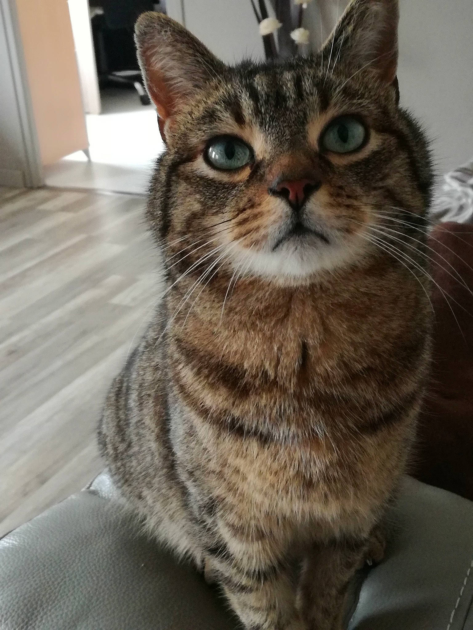 Milo participe au concours pour gagner de l'argent avec cette photo : aegean_cat, american_shorthair, american_wirehair, asian, california_spangled, carnivore, cat, domestic_short_haired_cat, dragon_li, european_shorthair, felidae, kitten, mammal, pixie_bob, small_to_medium_sized_cats, snout, sokoke, tabby_cat, vertebrate, whiskers