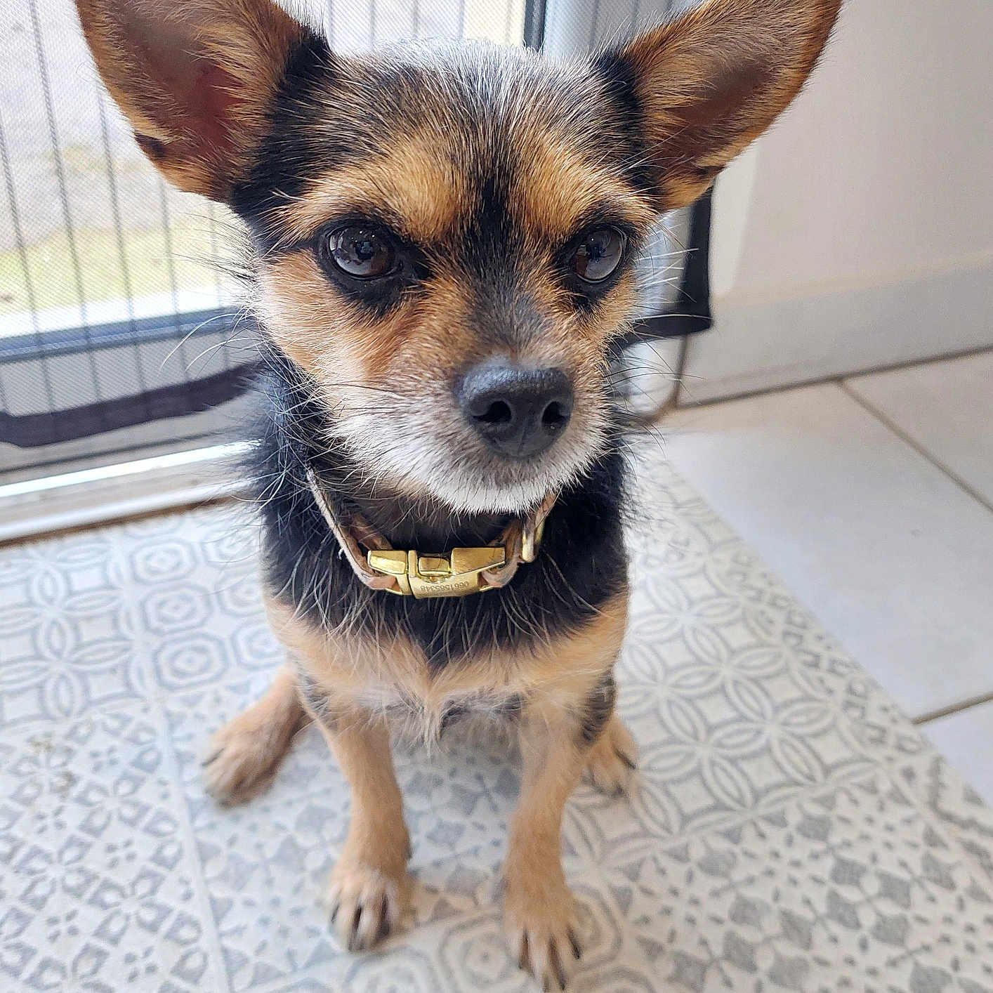 Sushi participe au concours pour gagner de l'argent avec cette photo : accessories, animal, beagle, canine, chihuahua, cockerspaniel, collar, dog, door, germanshepherd, hound, husky, leash, papillon, pet, puppy, slate, snout, strap, terrier