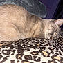 Storm is registered to the contest to win money with this photo: cat, sleeping, blanket, leopard_print, fur, cozy, resting, indoor, pet, animal, soft, warm, comfort, mammal, cute, feline, relaxation, peaceful, closeup, texture