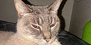 Storm joined the competition — help win amazing prizes! cat, animal, pet, indoor, close_up, feline, fur, whiskers, red_eye, blanket, resting, mammal, cute, portrait, domestic_animal, face, ears, eyes, soft, cozy