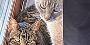 Willow joined the competition — help win amazing prizes! cat, cats, blue_eyes, green_eyes, window, curtain, cozy, fur, domestic_animal, pet, whiskers, indoor, relaxing, natural_light, tabby, gray_cat, resting, close_up, companion, animal