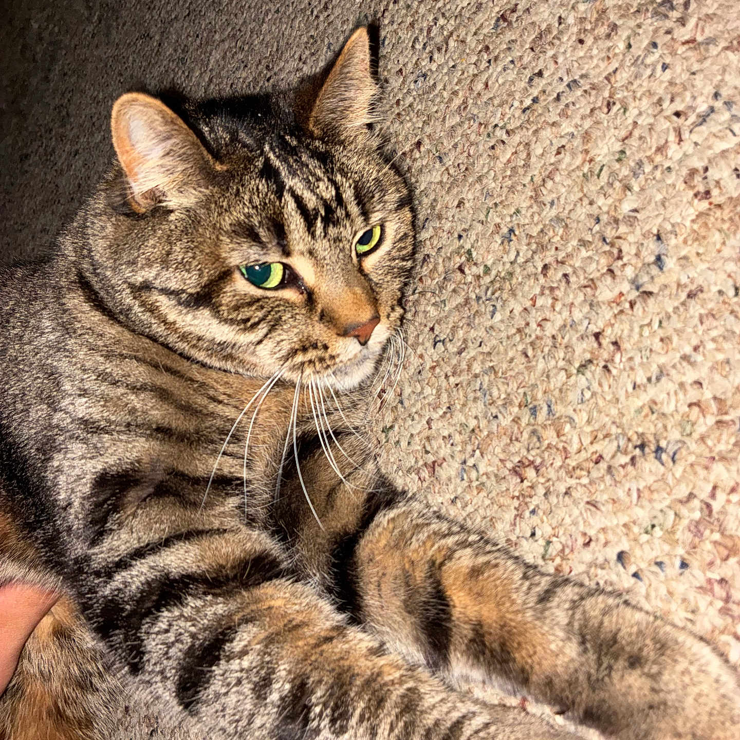 Willow joined the competition — help win amazing prizes! animal, carpet, cat, closeup, cute, eyes, feline, fur, house_pet, indoor, mammal, paws, pet, relaxed, sleepy, stretching, striped, tabby, texture, whiskers