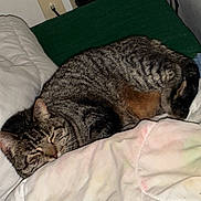 Willow is registered to the contest to win money with this photo: cat, tabby, sleeping, bed, blanket, cozy, fur, indoor, resting, domestic_animal, pet, cute, feline, comfort, relaxation, pillow, closeup, animal, whiskers, ears