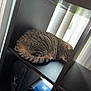 Willow joined the competition — help win amazing prizes! cat, tabby, sleeping, shelf, wooden_furniture, indoor, window, blinds, natural_light, pet, animal, cozy, resting, feline, striped, quiet, peaceful, home, domestic, cute