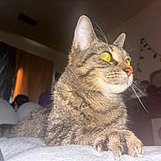Miracle is registered to the contest to win money with this photo: cat, tabby, paw, claws, indoor, closeup, yellow_eyes, pet, feline, resting, curious, alert, soft_surface, whiskers, ears, fur, domestic_animal, household, string_lights, cozy
