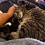 cat, tabby, pet, sleeping, hand, blanket, cozy, fur, indoor, relaxation, comfort, animal, paw, couch, furniture, resting, soft, companion, mammal, cute