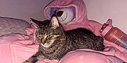 Miracle is registered to the contest to win money with this photo: cat, tabby, blanket, pink, stuffed_animal, teddy_bear, water_bottle, indoor, cozy, pet, fur, resting, soft, comfort, domestic, animal, cute, relaxed, pink_hoodie, bedroom