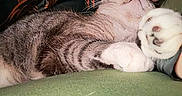 Jeff is registered to the contest to win money with this photo: affection, animal, cat, closeup, companion, cozy, cuddle, cute, face, fur, green_surface, human, indoor, paw, person, pet, relaxation, resting, smile, tabby_cat