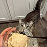 Jeff joined the competition — help win amazing prizes! cat, tabby, ice_cream, bowl, hand, kitchen, floor, cabinet, curious, pet, animal, food, dessert, indoor, whiskers, tail, looking_up, glass_bowl, spoon, cream