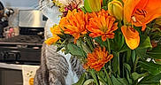 Jeff is registered to the contest to win money with this photo: cat, tabby_cat, flowers, orange_flowers, bouquet, vase, kitchen, countertop, stove, microwave, indoor, pet, curious, plant, greenery, domestic, animal, feline, whiskers, sniffing