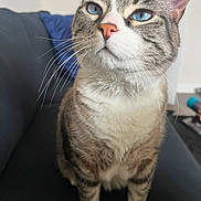 Jeff is registered to the contest to win money with this photo: cat, tabby, blue_eyes, whiskers, fur, pet, indoor, couch, furniture, domestic_animal, animal, close_up, sitting, cute, mammal, portrait, home, relaxed, feline