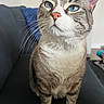 cat, tabby, blue_eyes, whiskers, fur, pet, indoor, couch, furniture, domestic_animal, animal, close_up, sitting, cute, mammal, portrait, home, relaxed, feline