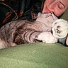 Jeff is registered to the contest to win money with this photo: cat, person, face, paw, tabby, snuggling, close_up, indoor, blanket, cozy, resting, affection, pet, cute, feline, comfort, human, animal, relaxation, warmth