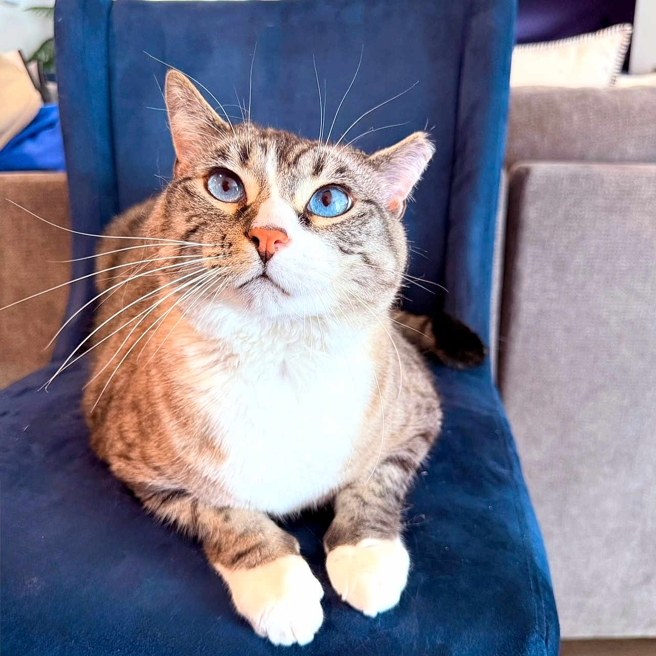 Jeff joined the competition — help win amazing prizes! cat, blue_eyes, feline, pet, animal, whiskers, chair, indoor, domestic, cute, tabby, white_paws, relaxed, fur, closeup, portrait, blue_fabric, home, cozy, seated