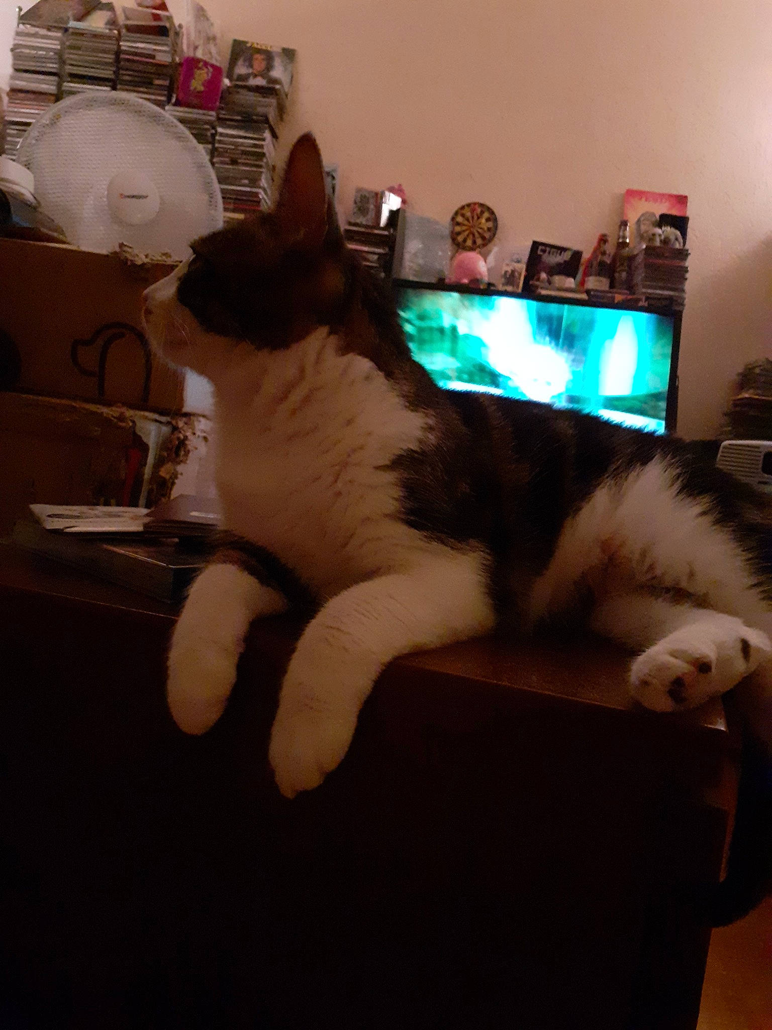 Speedy Et Mayin a rejoint le concours — aidez-le/la à gagner de superbes lots ! american_curl, carnivore, cat, ear, eye, felidae, fur, kitten, leg, paw, room, small_to_medium_sized_cats, snapshot, snowshoe, tail, whiskers