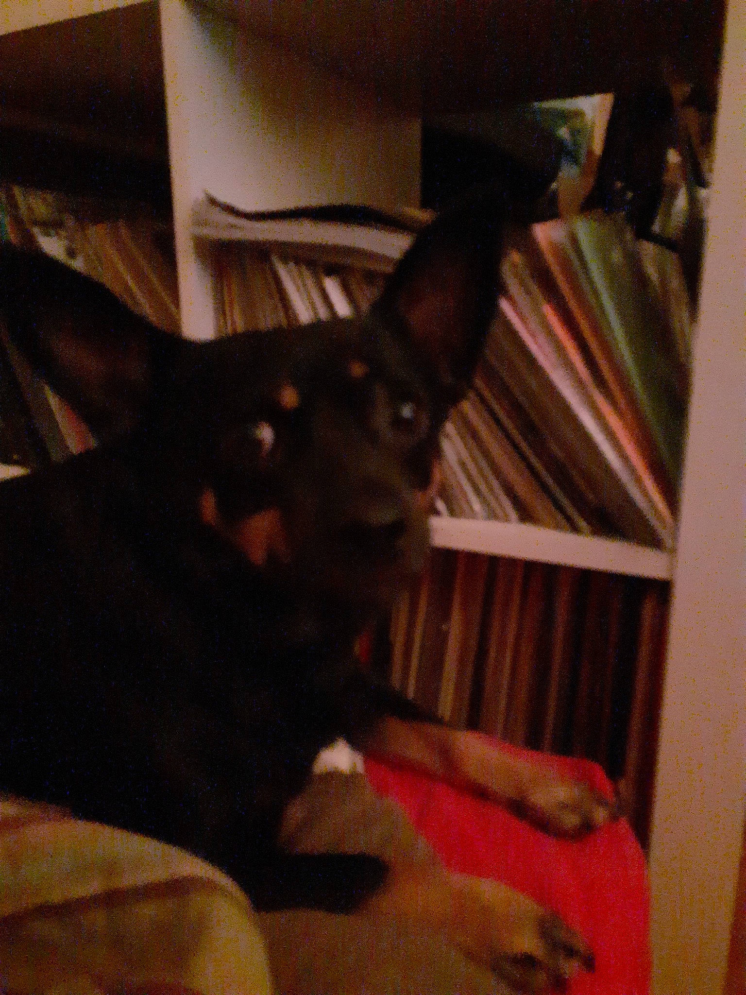 Kinou a rejoint le concours — aidez-le/la à gagner de superbes lots ! canidae, carnivore, dog, dog_breed, guard_dog, mammal