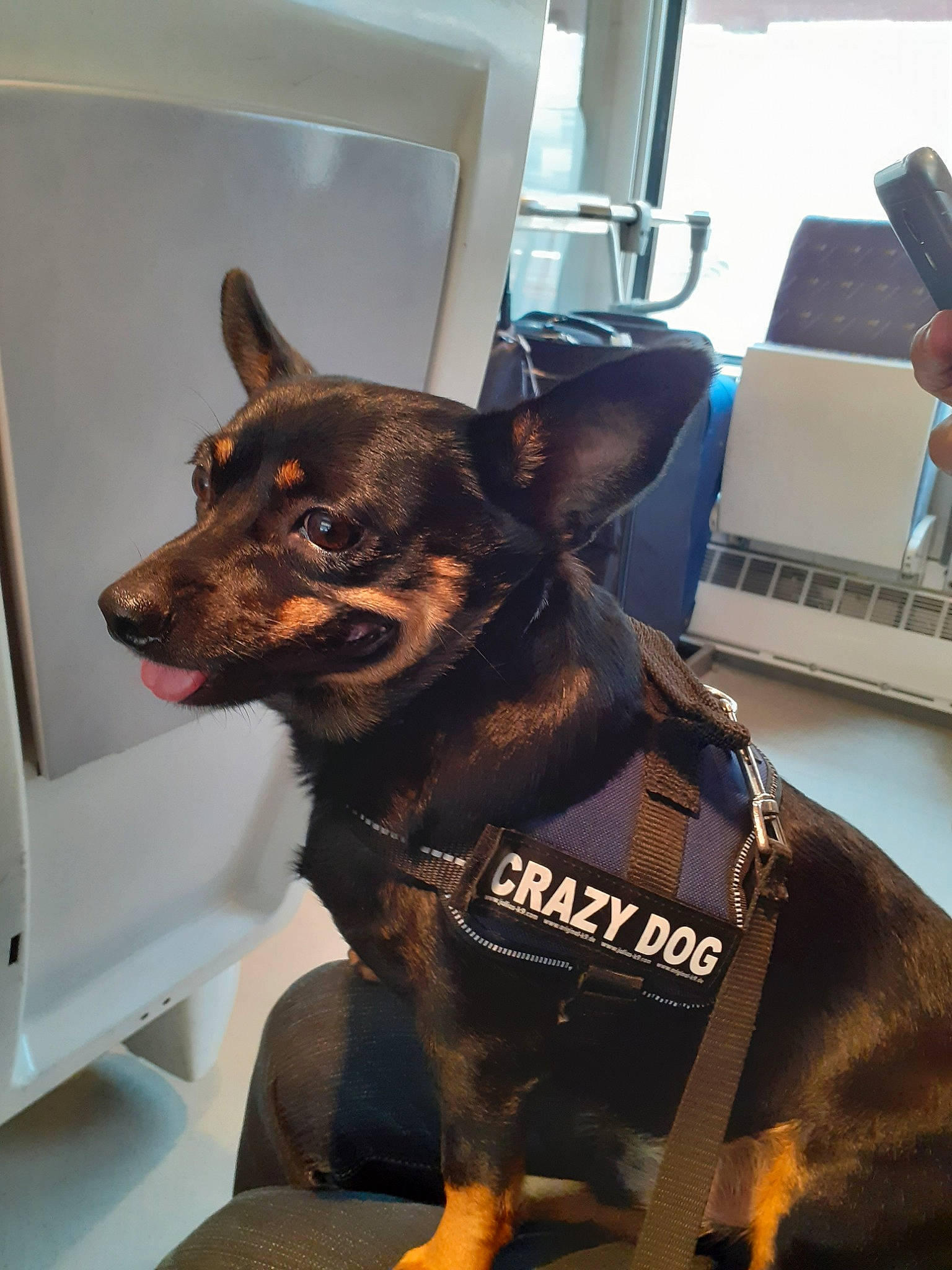 Kinou participe au concours pour gagner de l'argent avec cette photo : australian_kelpie, canidae, carnivore, dog, dog_breed, english_toy_terrier, german_pinscher, lancashire_heeler, mammal, miniature_pinscher, prazsky_krysarik, snout, toy_dog, toy_manchester_terrier, vertebrate