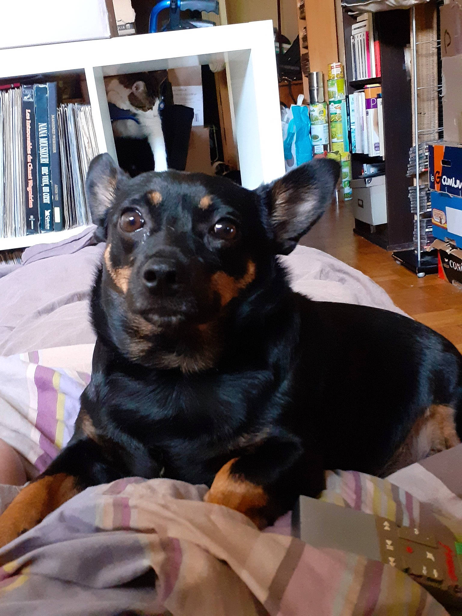 Kinou participe au concours pour gagner de l'argent avec cette photo : australian_kelpie, beauceron, black_and_tan_terrier, canidae, carnivore, companion_dog, dog, dog_breed, ear, german_pinscher, guard_dog, lancashire_heeler, mammal, miniature_pinscher, pinscher, rare_breed_dog, snout, sporting_group, toy_manchester_terrier, vertebrate