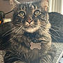 Chicken Nugget is registered to the contest to win money with this photo: cat, tabby, fur, whiskers, collar, tag, green_eyes, countertop, window, sunlight, indoor, pet, closeup, relaxed, animal, mammal, face, ears, nose, domestic