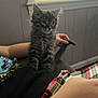 Chicken Nugget joined the competition — help win amazing prizes! kitten, cat, tabby, pet, indoor, person, hand, tail, window, blinds, arm, bracelet, plaid, shirt, furniture, curious, fur, young, domestic_animal, cozy