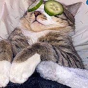 Tiger is registered to the contest to win money with this photo: cat, tabby, cucumber_slices, eyes_covered, blanket, bed, paws, relaxed, indoor, cute, sleeping, fur, pet, cozy, resting, animal, whiskers, nap, comfort, funny