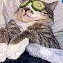 cat, tabby, cucumber_slices, eyes_covered, blanket, bed, paws, relaxed, indoor, cute, sleeping, fur, pet, cozy, resting, animal, whiskers, nap, comfort, funny