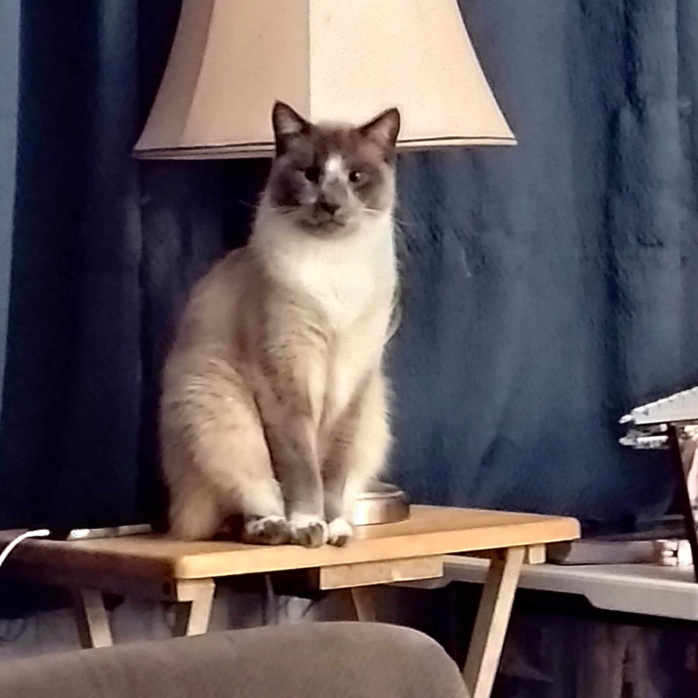 Corvo is registered to the contest to win money with this photo: animal, architecture, building, cat, chair, diningtable, furniture, indoors, lamp, lampshade, lighting, livingroom, pet, plant, pottedplant, room, siamese, table, tablelamp, wood