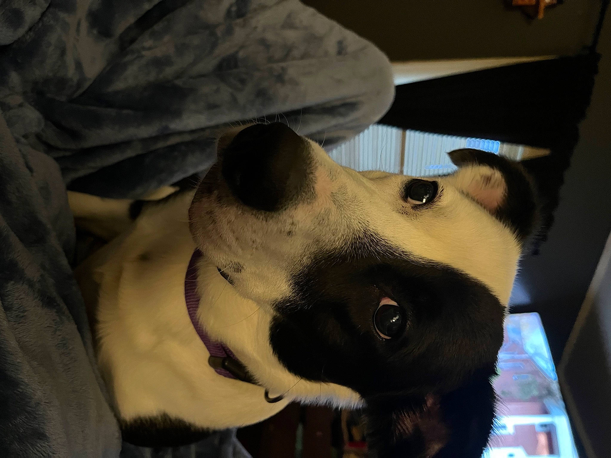 Zues joined the competition — help win amazing prizes! canidae, carnivore, collar, companion_dog, dog, dog_breed, dog_collar, ear, fawn, fur, guard_dog, non_sporting_group, selfie, snout, sporting_group, whiskers, working_animal, working_dog