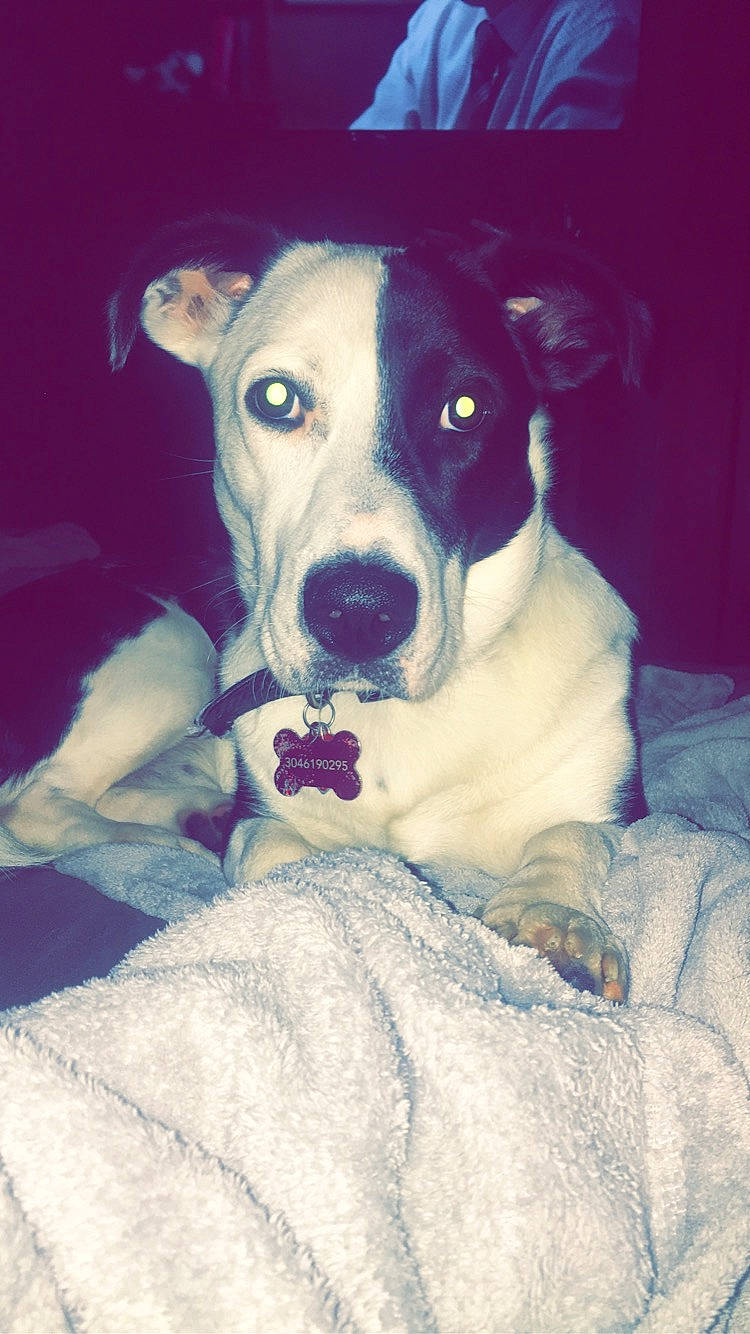 Zues is registered to the contest to win money with this photo: canidae, carnivore, collar, companion_dog, couch, dog, dog_breed, dog_collar, fawn, fur, guard_dog, non_sporting_group, puppy, snout, sporting_group, whiskers, working_animal