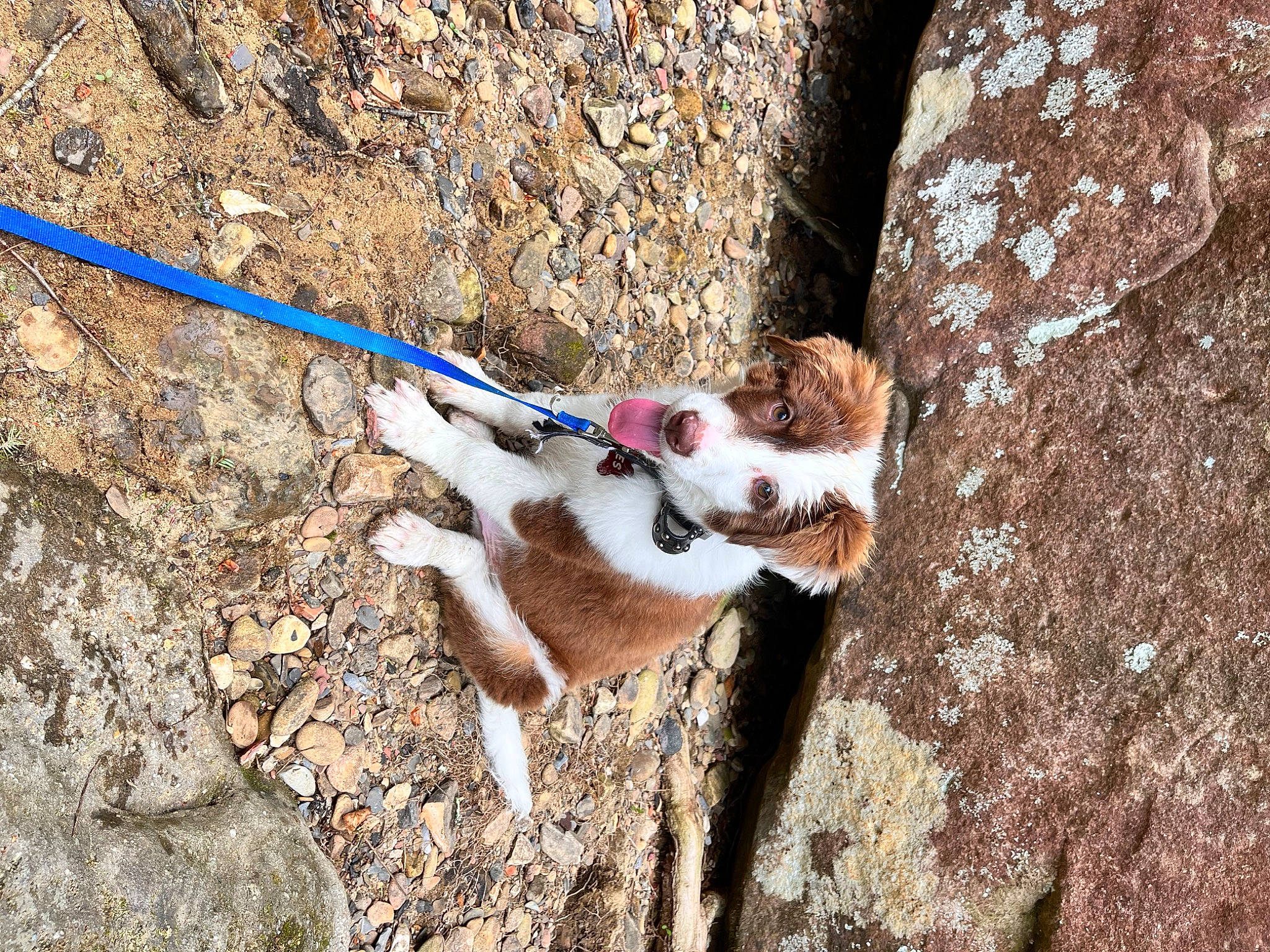 Apollo joined the competition — help win amazing prizes! carnivore, collar, companion_dog, dog, dog_breed, felidae, fur, leash, pet_supply, plant, rock, rope, rope_rhythmic_gymnastics, slope, small_to_medium_sized_cats, soil, tail, trunk, twig, wood