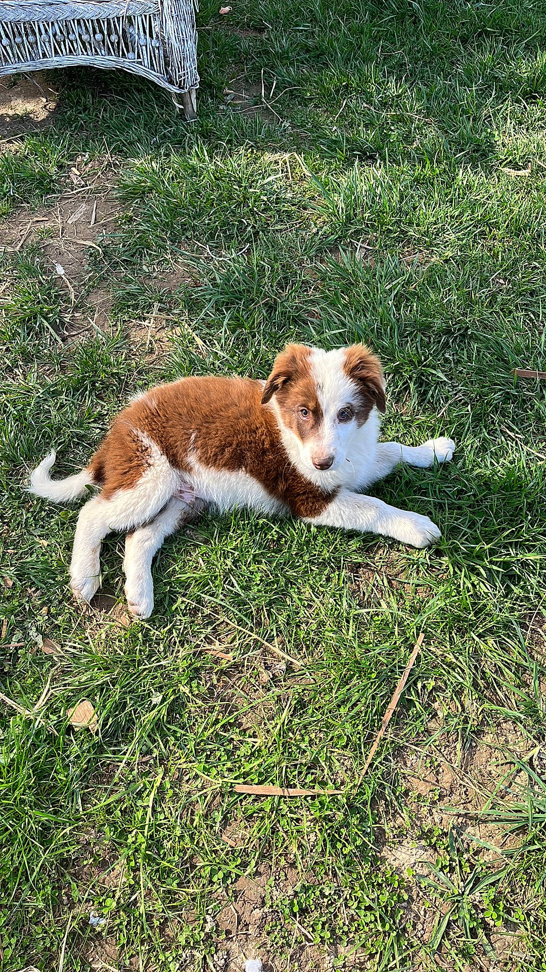 Apollo joined the competition — help win amazing prizes! canidae, carnivore, companion_dog, dog, dog_breed, fawn, felidae, grass, grassland, herding_dog, natural_landscape, pasture, plant, rainbow, small_to_medium_sized_cats, sporting_group, tail, terrestrial_animal, wildlife, working_dog