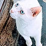 Beau joined the competition — help win amazing prizes! abyssinian, angora, animal, cat, homedamage, kitten, manx, pet, siamese, termitedamage