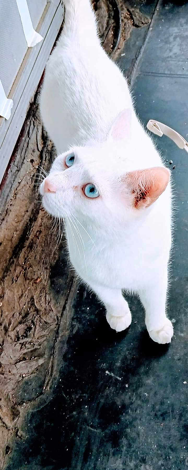 Beau joined the competition — help win amazing prizes! abyssinian, angora, animal, cat, homedamage, kitten, manx, pet, siamese, termitedamage
