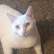 Beau joined the competition — help win amazing prizes! abyssinian, accessories, angora, animal, cat, kitten, manx, pet, siamese, strap