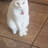 Puddin is registered to the contest to win money with this photo: cat, white_cat, pet, indoor, floor, tile_floor, collar, tag, pink_tag, sitting, fur, whiskers, ears, animal, domestic_animal, quiet, calm, looking, cute, feline