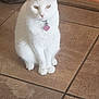 cat, white_cat, pet, indoor, floor, tile_floor, collar, tag, pink_tag, sitting, fur, whiskers, ears, animal, domestic_animal, quiet, calm, looking, cute, feline