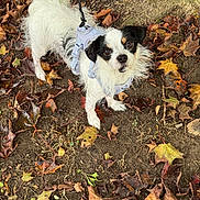 Meeko joined the competition — help win amazing prizes! dog, white_dog, black_markings, harness, leash, autumn, fall_leaves, outdoor, curious, small_dog, canine, earth, nature, leaf_litter, fur, pet, animal, looking_up, walking, tree_bark