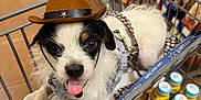 Meeko joined the competition — help win amazing prizes! dog, shopping_cart, cowboy_hat, pet, tongue_out, grocery_store, leash, white_fur, black_fur, brown_fur, floor, shopping, bottle, plastic_cap, food_aisle, red_bag, fabric, metal_cart, cute, small_dog