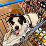 dog, shopping_cart, cowboy_hat, pet, tongue_out, grocery_store, leash, white_fur, black_fur, brown_fur, floor, shopping, bottle, plastic_cap, food_aisle, red_bag, fabric, metal_cart, cute, small_dog