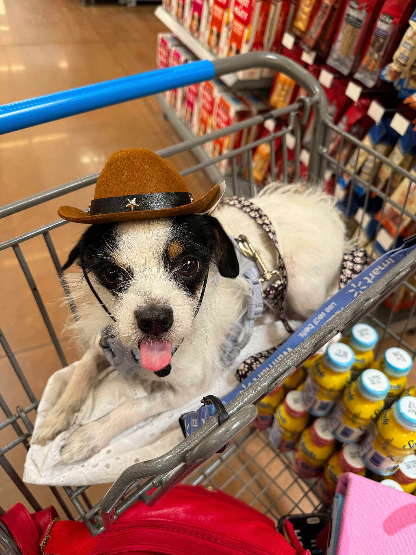 Meeko joined the competition — help win amazing prizes! dog, shopping_cart, cowboy_hat, pet, tongue_out, grocery_store, leash, white_fur, black_fur, brown_fur, floor, shopping, bottle, plastic_cap, food_aisle, red_bag, fabric, metal_cart, cute, small_dog